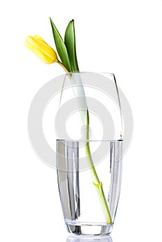 One separated tulip flower in wase with water.