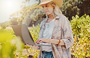 One serious senior farmer holding and using a laptop on a vineyard. Elderly Caucasian woman browsing the internet around