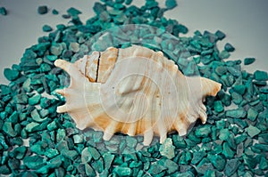 One or a set of several different shells on a green stones