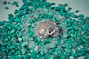 One or a set of several different shells on a green stones