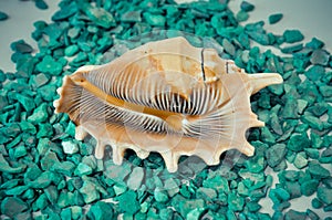 One or a set of several different shells on a green stones