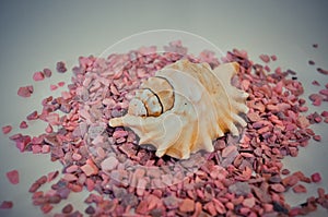 One or a set of several different shells on a small pink stones