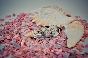 One or a set of several different shells on a small pink stones