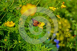 Butterfly life, Barbados