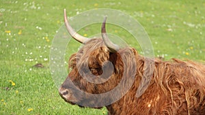 One Shaggy Bull Repose With Happiness