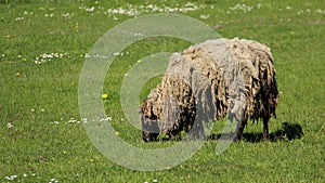 One Shaggy Sheep Graze With Happiness