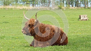 One Shaggy yak Repose With Happiness