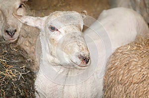 One Sheared Sheep Amongst Others Prior to Shearing photo