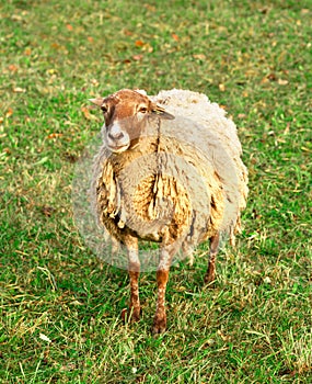 One sheep