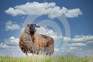 One sheep browsing fresh grass on the top of a hill