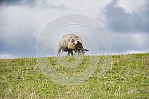 One sheep browsing fresh grass on the top of a hill