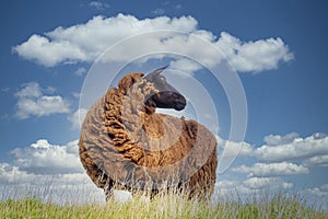 One sheep browsing fresh grass on the top of a hill