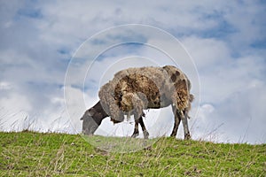 One sheep browsing fresh grass on the top of a hill