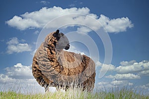 One sheep browsing fresh grass on the top of a hill