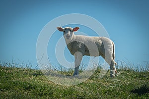 Sheep eat grass on a dike