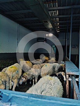 one of the sheep farms near the Ayyub Al-Ansari mosque in Turkey photo