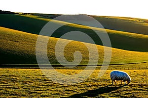 one sheep grazing in a green field with rolling hills in the background