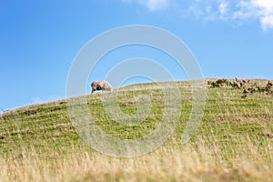 One Sheep Grazing On A Hill