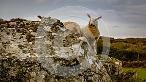 One sheep peers nervously around the corner of lichen covered rocks in Ardbeg Scotland on a path between the Ardbeg and Lagavulin