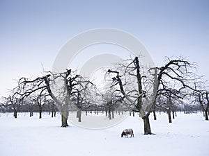 one sheep in snow covered winter orchard near utrecht in holland