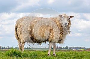 One sheep standing on the top of an embankment