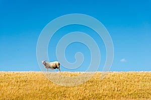 One sheep on top of a yellowed embankment against a bright blue