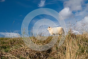 One sheep is walking on a hill