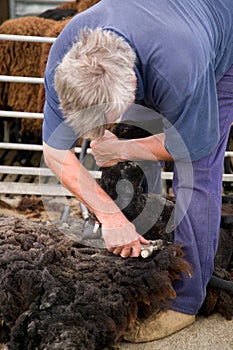 One sheered sheep photo