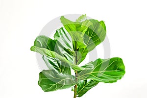 one sheet of Leaf Fig isolated on white background