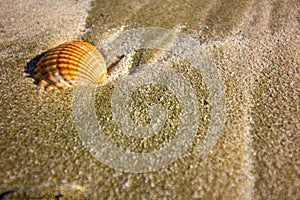 One shell on the Mediterranean beach in Cyprus, seashell on the coastline of a holiday destination