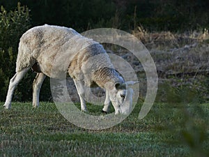 One shorn sheep eating grass