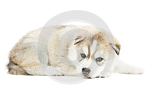 One Siberian husky puppy