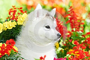 One Siberian husky puppy in flowers