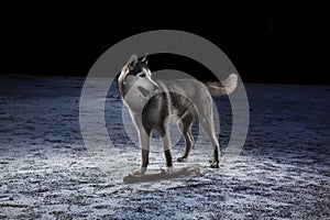 Sibirian Husky