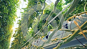 One side of a growing tomatoes` plantation in a greenery from downside view