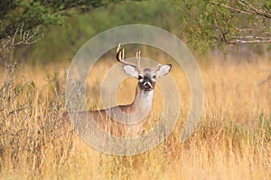 One sided whitetail rack