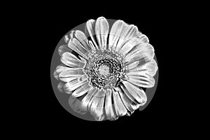 One silver gerbera flower black background isolated closeup, black & white petals daisy, shiny gray metal leaves, chamomile