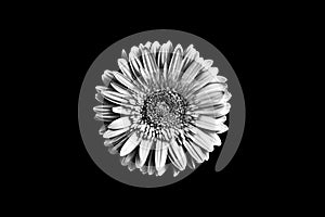 One silver gerbera flower black background isolated closeup, black & white petals daisy, shiny gray metal leaves, chamomile