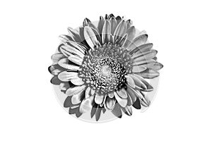 One silver gerbera flower white background isolated closeup, black & white petals daisy, shiny gray metal leaves, chamomile