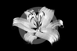 One silver lily flower on black background isolated close up, beautiful black & white single lilly dark backdrop, floral pattern