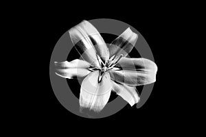 One silver lily flower on black background isolated close up, beautiful black & white single lilly dark backdrop, floral pattern