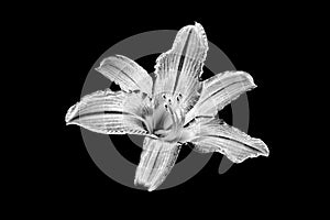 One silver lily flower black background isolated closeup top view, beautiful black and white single lilly flower, floral design