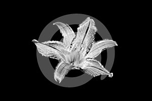 One silver lily flower black background isolated closeup top view, beautiful black and white single lilly flower, floral design
