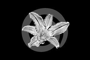 One silver lily flower black background isolated closeup top view, beautiful black and white single lilly flower, floral design