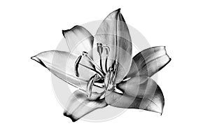 One silver lily flower on white background isolated close up, beautiful black & white single lilly, gray metallic floral pattern