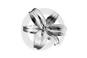 One silver lily flower on white background isolated close up, beautiful black & white single lilly, gray metallic floral pattern