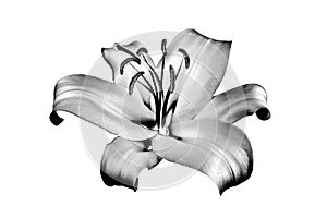 One silver lily flower on white background isolated close up, beautiful black & white single lilly, gray metallic floral pattern