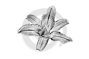 One silver lily flower white background isolated closeup top view, beautiful black and white single lilly flower, floral design