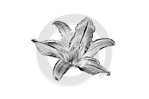 One silver lily flower white background isolated closeup top view, beautiful black and white single lilly flower, floral design