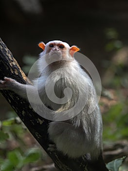 The Silver Marmoset, Callithrix argentata, is sitting on a branch